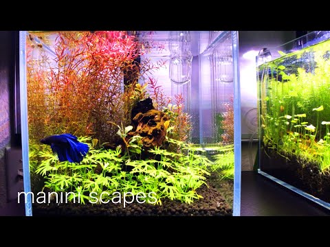 First thirty days of tank 'verdun' - 2 gallon high tech planted tank.