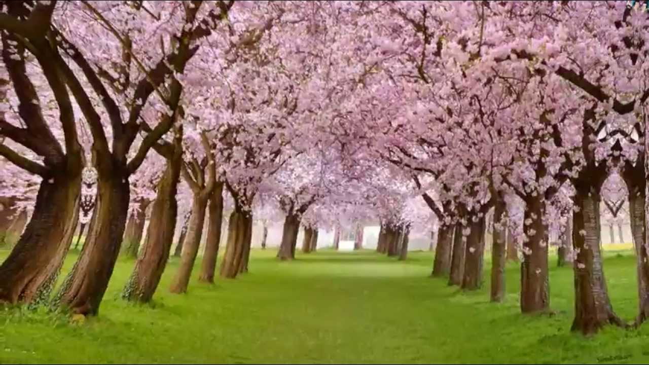 Yeh Albeli Mastani Koi Naar Lyrics  | Pinjra | Sandhya, Shreeram Lagoo | Mahendra Kapoor | Ram Kadam