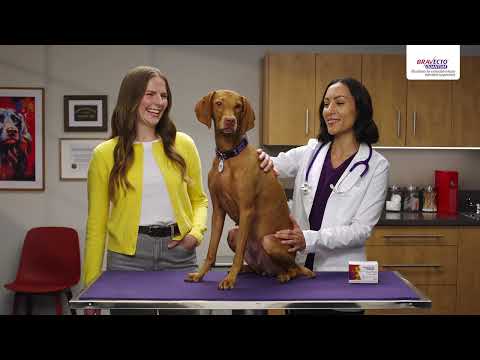 BRAVECTO QUANTUM 365 in One :30