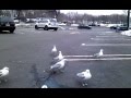 Feeding The Gulls In Mcdonalds Parking Lot