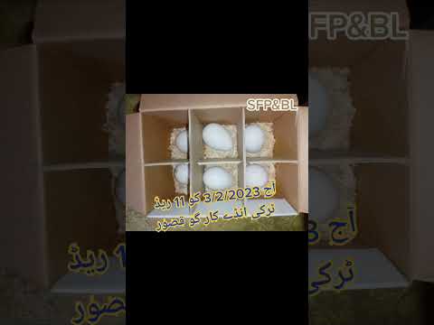 آج 3/2/2023 کو 11ریڈ ٹرکی انڈے کار گو قصور.صغیر فینسی پٹس اور برڈز لاہور