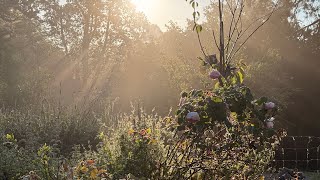 Saturday Ascension Update – Preparing for the Solstice Gateway.