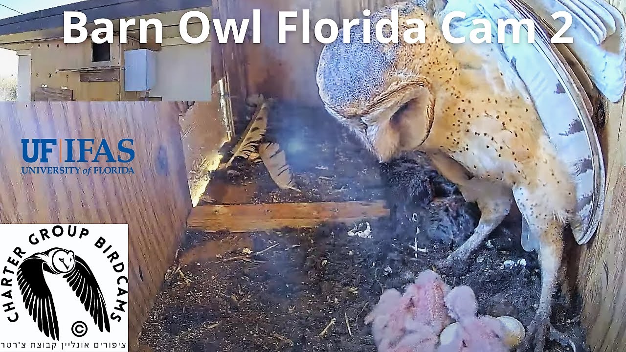 Post: Live Barn Owl Webcamwebcam