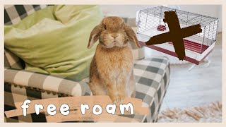 Rabbits Don't Belong in Cages