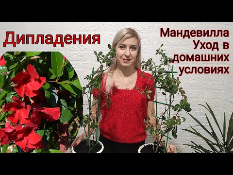 Дипладения. Мандевилла. Уход в домашних условиях. Почему сбрасывает листья?