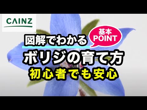ルリヂサ油:効果と使い方のヒント 植物