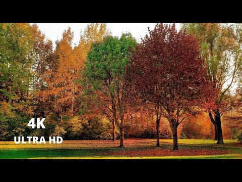 Best 4K Footage of Autumn in Canada | Beautiful autumn colors countryside fall foliage