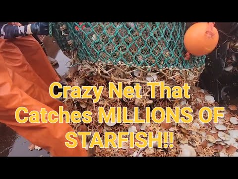 WOW NET SHOWS SCALLOP FISHING BYCATCH!! #starfish #commercialfishing#scallops