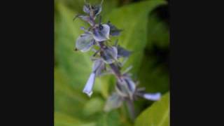 ORIGINAL SONG "Sally" by RitZ