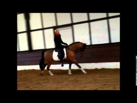 "NEMO" 4j. Deutsches Reitpony 1,43m - VB 3.000,- Euro