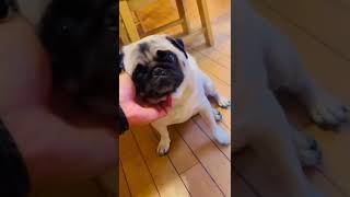 【pug】琥珀と花子 (姉妹)