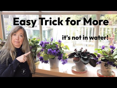 How to Propagate African Violets from Leaf Cuttings Step-by-Step!
