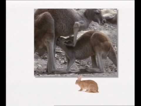 Gravity Co. Downward (2005) Unofficial Video (2010)