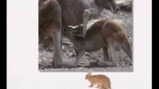 Gravity Co. Downward (2005) Unofficial Video (2010)