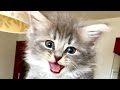 Hungry Kitten Meowing Loudly So Cute