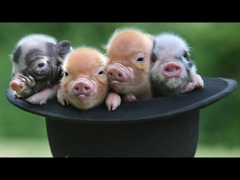 , title : '7 World's Most Popular Pig Breeds'