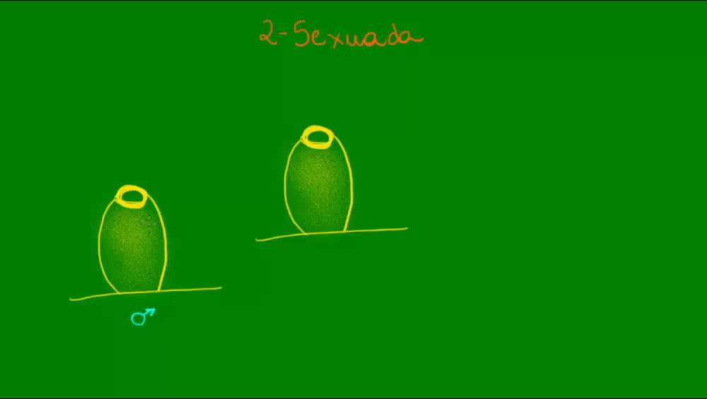 Reprodução dos Poríferos - Zoologia - Biologia