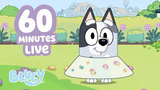 🔴LIVE: Time for Outdoor Games with Bluey and Family! 🍀💙 | Muffin Cone Clip + More! 🌟 | Bluey