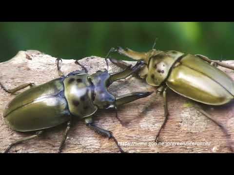オウゴンオニクワガタの闘い