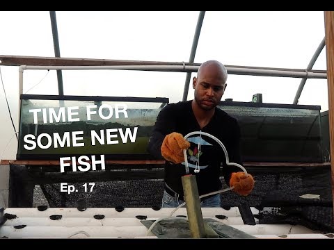 Quarantine Setup For Breeder Colony | The Aquaponics God Ep. 17