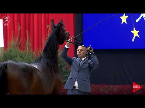 N.63 ERALDA - Lier 2018 - 2 Years Old Fillies (Class 3B)