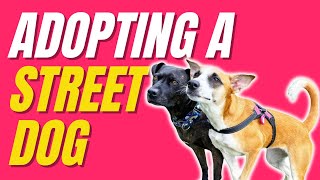 Adopting a DOG from ABROAD vs LOCALLY | 5 Differences | Street Dog Adoption 🐕