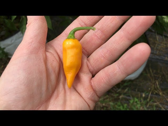 İngilizce'de datil pepper Video Telaffuz