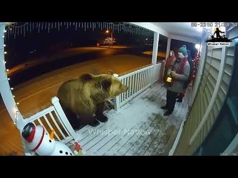 CCTV | Bears Scared by Zombies, Witches & Scarecrows 🎃 (Best of 2026)