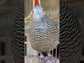 Local turtle doves have a crystal clear topcer sound for bait that responds immediately #shorts