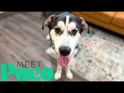 Dog for adoption - Paco Flaco, a Husky &amp; Great Pyrenees Mix in Provo, UT | Petfinder