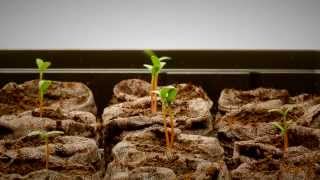 Best Grow Lights for Starting Seeds - MOTHER EARTH NEWS