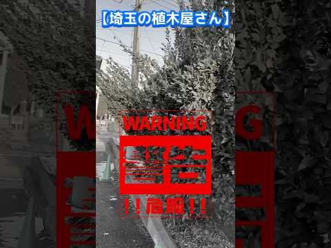 折れた木の枝を治す 折れた果樹を直す方法 定期的な剪定