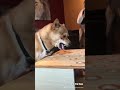 Shiba Scream (Frustrated Fizzgig Wants Hot Dog)