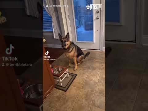 Picky dog demands special meal service before eating