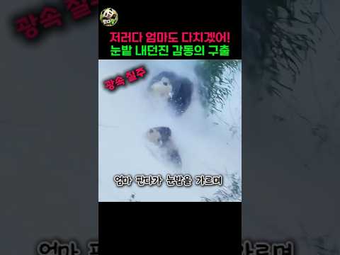 저러다 엄마도 다치겠어! 눈밭 내던진 감동의 구출