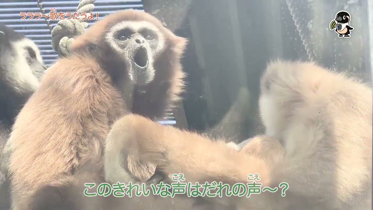 ライブズーがとらえた決定的瞬間　ラララ〜歌をうたうよ！