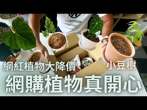 小豆樹生長速度
