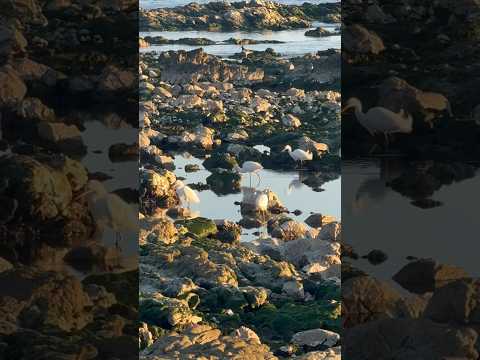 Aves en Piriápolis entre playa hermosa y playa grande #maldonado #piriápolis #piriapolis #uruguay