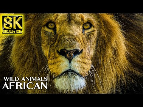 Majestic Wild Animals of AFRICAN in 8K TV HDR 60FPS ULTRA HD - Relax Music with Real Nature Sounds