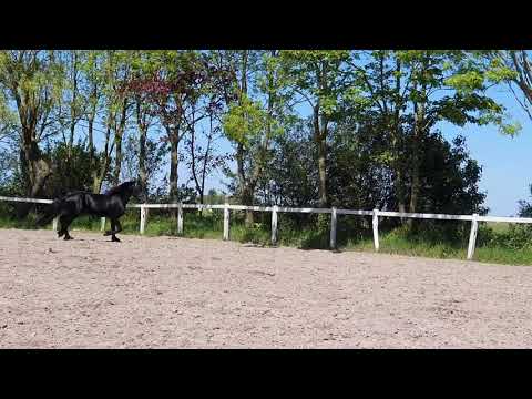 Stal Okkema's Harry - Tonjes x Beart - stallions - 2018