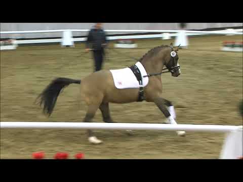 52 Diamantenglanz  v. Diamond Touch NRW / FS Don't Worry