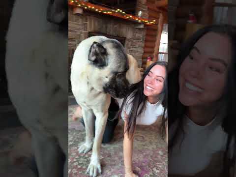 BIGGEST Dog In the World. O my 5 month old #miniaturebullterrier #monkoodog #gentlegiants #dog