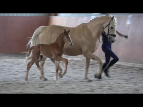 *2022 Hengst von Sky - Glitter N'Cream GF