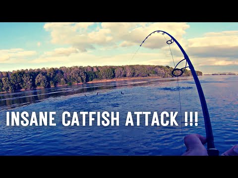 INSANE CATFISH ATTACK IN THE SURFACE !!!