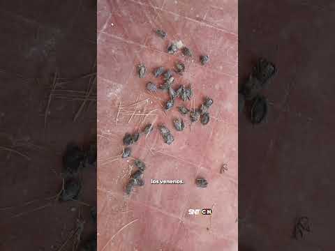 Invasión de murciélagos en una escuela de Coronel Bogado