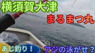 横須賀大津アジの泳がせ