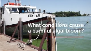 HABs FAQs: What Conditions Cause a Harmful Algal Bloom?