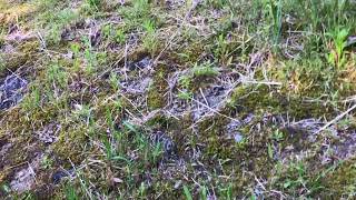 黄柳野高校　トカゲ