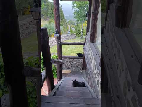 Hermoso día Lluvia.☔🌧️ #lluvia #ruta40 #epuyen #chubut