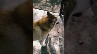 Dave’s Not Here #live #songs #livestream #shortsfeed #dogs #youtubeshorts #youtube #shorts #short